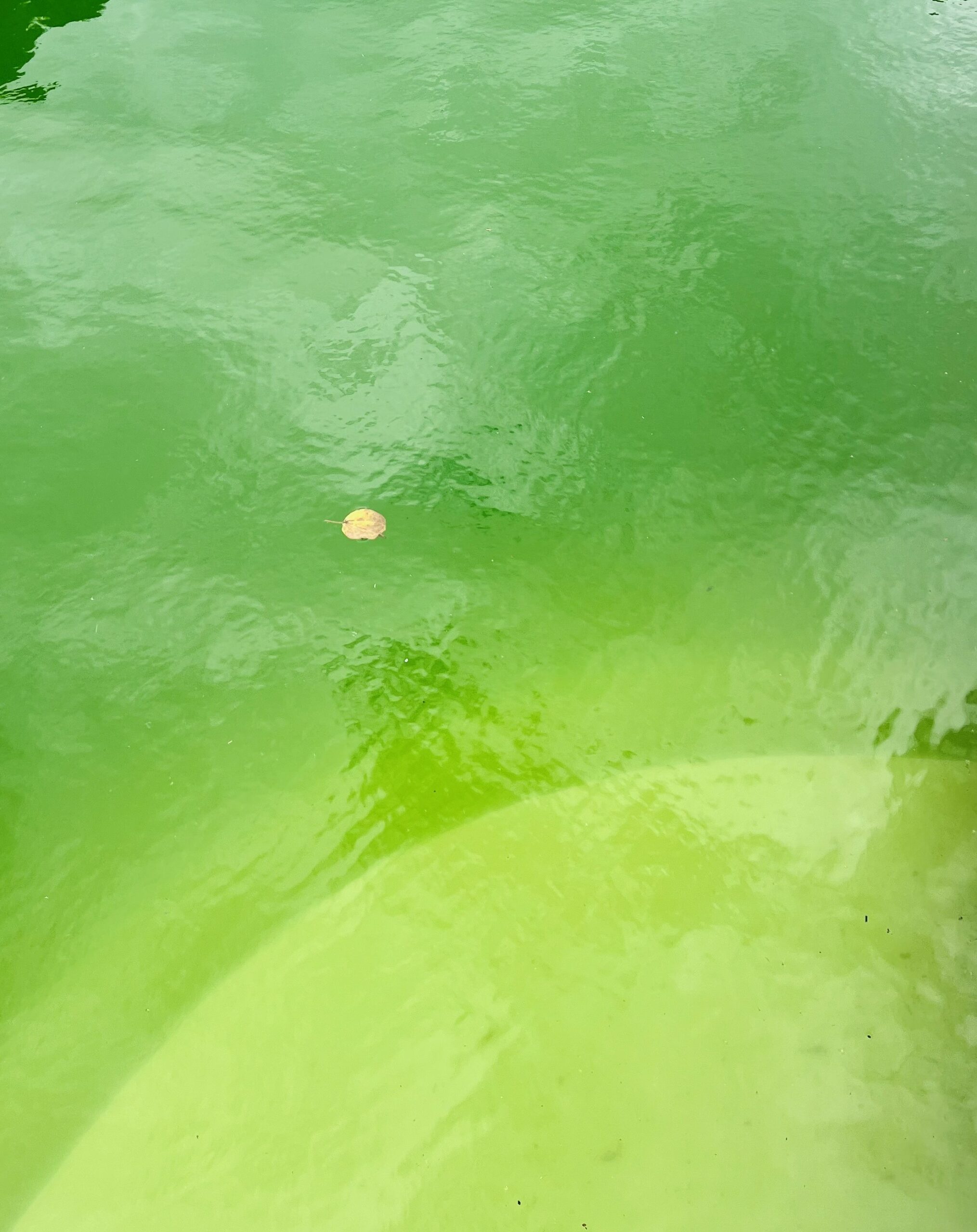 zielona woda